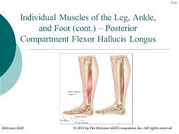 The extensor digitorum brevis muscle (sometimes edb) is a muscle on the upper surface of the foot that helps extend digits 2 through 4. 19 1 Kinesiology For Manual Therapies Chapter 19 The Ankle And Foot Joints Mcgraw Hill C 2011 By The Mcgraw Hill Companies Inc All Rights Reserved Ppt Download
