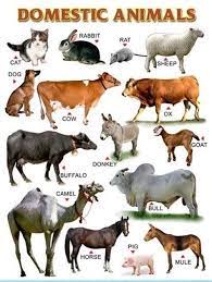When you want to get a new pet, you have many resources, ranging from rescue groups and shelters to breeders and family and friends. Easy Learning Animals Chart Domestic Animals Names Animal Pictures Kids English Animals Name In English