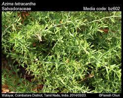 Image result for Azima tetracantha