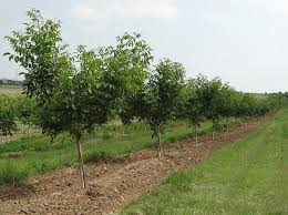 Tehnica plantării, distanța de plantare, sisteme de plantare. Cultivarea Nucilor Tehnica DistanÈa Sisteme De Plantare