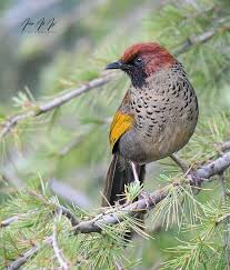 Image result for Erythrocephalum