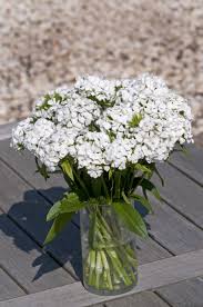 Maybe you would like to learn more about one of these? Dianthus Barbatus Hollandia White Muller Seeds