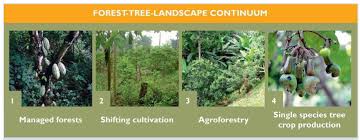 Home garden is basically a multistoried agroforestry system where the canopies of the component species are arranged to occupy different vertical strata. Forests And Food 3 The Historical Environmental And Socio Economic Context Of Forests And Tree Based Systems For Food Security And Nutrition Open Book Publishers
