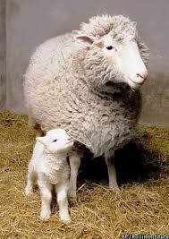 Exhibit B Dolly The Cloned Sheep And Her Mother Cloning Was A Significant Advance In Medicinal Biology As It Gave Scientists The Sheep Dorset Sheep Pet Birds