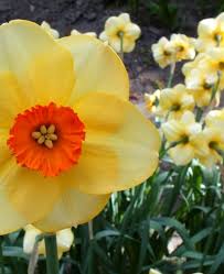 Narcissus Altruist Small Cupped Narcissi Narcissi Flower Bulb Index Bulb Flowers Narcissus Flower Narcissus