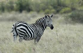 Where are zebras generally found?. 10 Places Where Zebras Live In The Wild