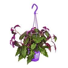 Image result for Gynura scandens