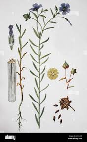 Image result for Linum usitatissimum