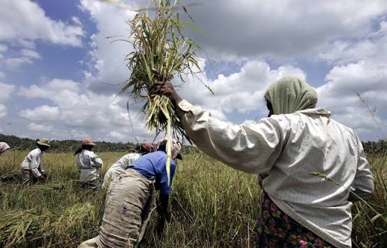 Food insecurity in Sri Lanka likely to worsen amid poor agricultural  production, price spikes and ongoing economic crisis, FAO and WFP warn