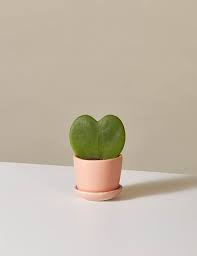 Unfortunately, leaf cutting is one of the slowest ways to generate more hoya plants, and it can take a couple years before it really shows signs of much growth. Share The Love With An Adorable Heart Hoya Plant
