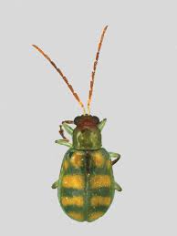 Arrow termite & pest control is the premier baton rouge pest control and termite control service. Season Long Management Of The Banded Cucumber Beetle In Louisiana Sweet Potatoes
