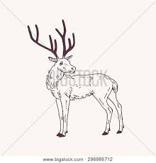 I will teach you how you can draw a cool looking deer in 11 steps. Beautiful Sketch Vector Photo Free Trial Bigstock