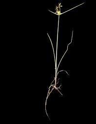 Image result for Pycreus unioloides