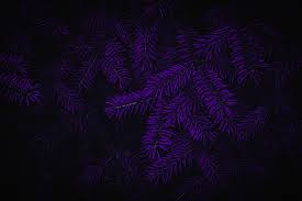 Explore over 408 high quality clips to use on your next personal or commercial project. Wallpaper Photoshop Matte Paint Purple Background Dark 1950x1300 Hueric 1957407 Hd Wallpapers Wallhere