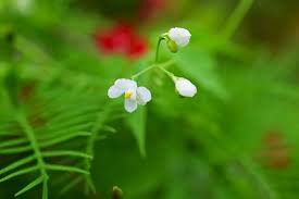 Image result for Cardiospermum