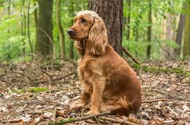From 9:00 am until 9:00 pm. English Cocker Spaniel