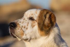 Alabai is a famous central asian shepherd dog. A Primitive Guardian The Central Asian Shepherd Kindred Companions Llc