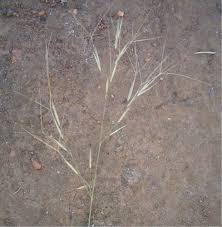 Image result for Aristida diffusa