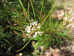 Image result for Grevillea linearifolia