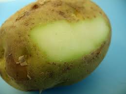 Die haben im eintopf knapp 35 minuten. Grune Kartoffeln Harmlos Oder Giftig