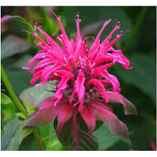 Alternatively, look for special cultivars that are designed to thrive in. Bee Balm Monarda Didyma Seeds Shopee Malaysia