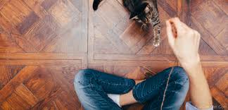 Looking for the best cat litter? How Walnut Cat Litter Works And How To Use It Eco Cat Litter