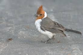 Birds With Red Crested Heads Red Crested Cardinal Juvenile Similar To Adult But Has Brown Head Crest And Upperbreast Dark Bill