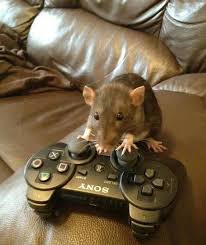 Now I Know Why I Keep Losing With My Team Gaming Xbox Videogames Ps4 Gamingmemes Ps5 Memes Pet Rats Cute Rats Cute Little Animals