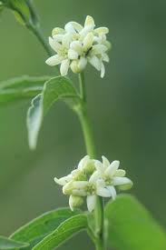 Image result for Vincetoxicum cernuum