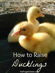 How To Raise Ducklings Pampered Chicken Mama Raising Backyard Chickens Backyard Ducks Raising Backyard Chickens Chickens Backyard