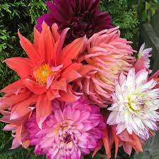 We did not find results for: Flowers By Julie Home Facebook