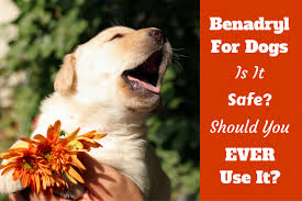 how much benadryl dosage for dogs antihistamine for