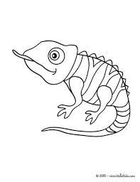 Chameleon coloring page for preschoolers. Chameleon Coloring Pages Cute Chameleon Animal Coloring Pages Cute Chameleon Coloring Pages Cute