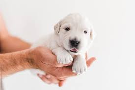 This adorable akc white labrador retriever puppy is looking for a loving furever family! 4 Week Old Golden Retriever Puppy By Samantha Gehrmann