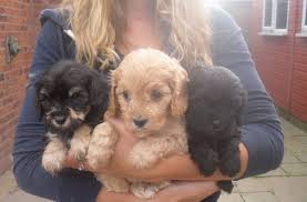 Their small size means they don't need a lot of. Cavapoo Cavalier King Charles Spaniel Mix Info Temperament Pictures