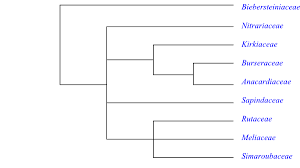 Image result for Kirkiaceae