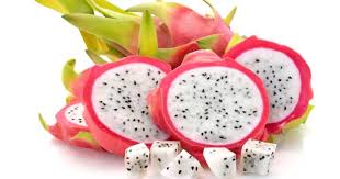 Valdivia roja dragon fruit cactus (hylocereus ocamponis) cacti cactus succulent. Dragon Fruit Hylocereus Undatus Herbal Plant News