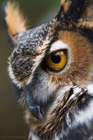 Great Horned Owl Portrait Birds Of Prey Wildlife Photography Animalphotographytips Great Horned Owl Horned Owl Owl Portrait