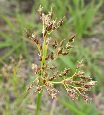 Image result for Fimbristylis complanata