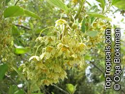 Image result for Kiggelaria africana