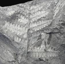 Image result for Pteris similis