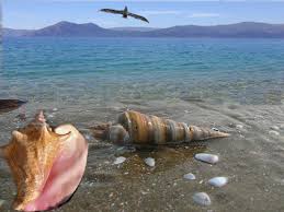 Kết quả hình ảnh cho ốc biển