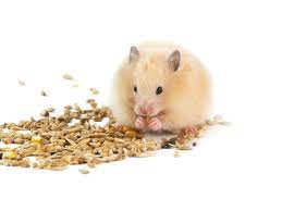 Como alimentar um hamster para que ele viva com saúde | Petz