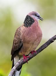 Pin On Bird Bird Bird Bird Is The Word