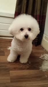 Bichon frise will lose his/her (infant's hair) and go through a stage of having a thin layer coat, followed by growing in a thicker adult coat. Grooming Your Bichon Frise Pethelpful