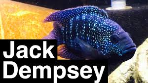 jack dempsey fish facts growth tank size