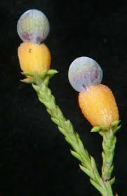 Image result for Podocarpaceae