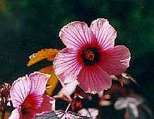 Image result for Hibiscus rhabdotospermus