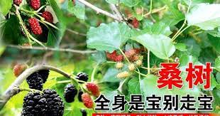 树林草药遍地是宝 而桑树更是宝中之宝 它上下内外全身是宝 叶果枝根皮无一不是宝 怕得是你不识宝 herbalism health food fruit