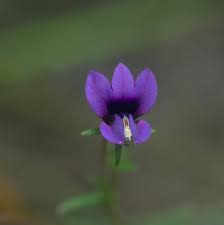 Image result for Monopsis